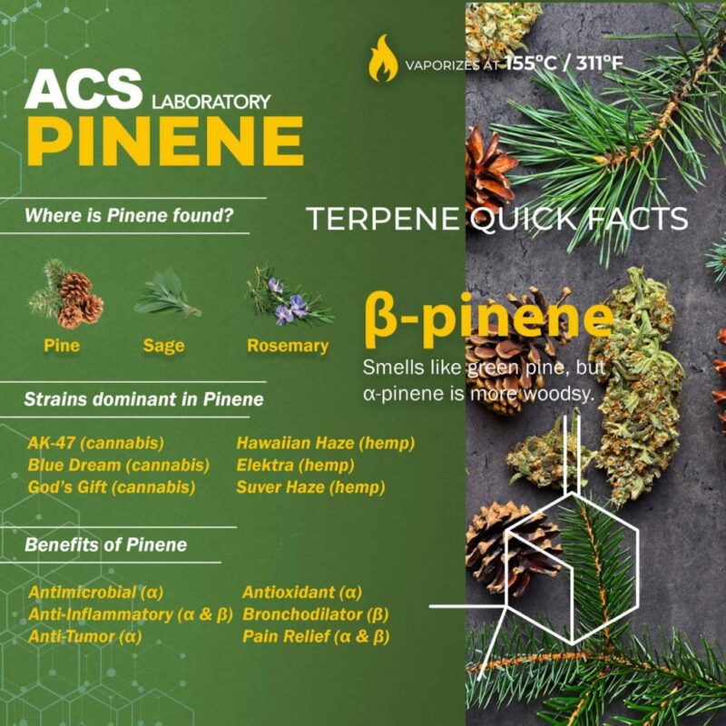 cannabis terpene benefits infographic pinene