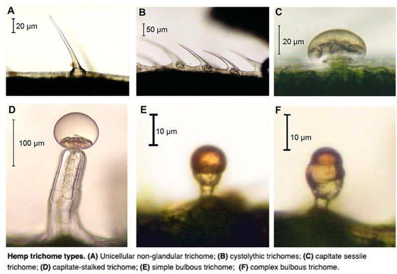 cannabis trichomes close up macro photography