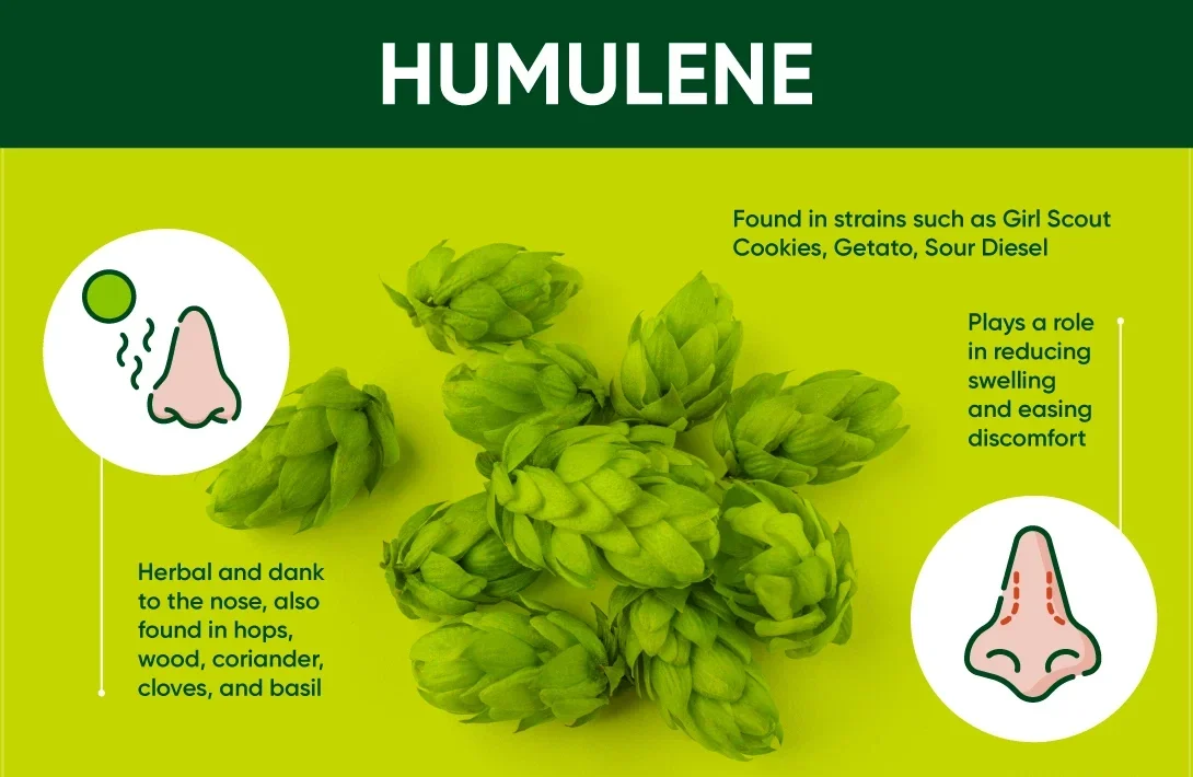 natural sources of humulene hops basil cloves infographic