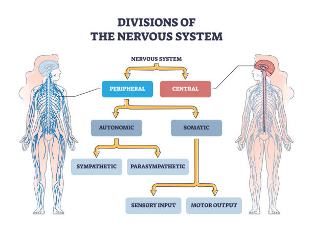 human nervous system illustration or relaxation concept